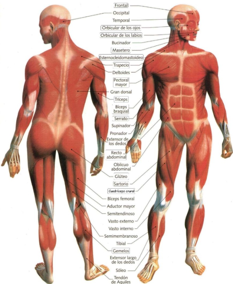 Clases de Anatomia Imagen11