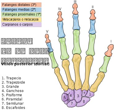 Clases de Anatomia Scheme10