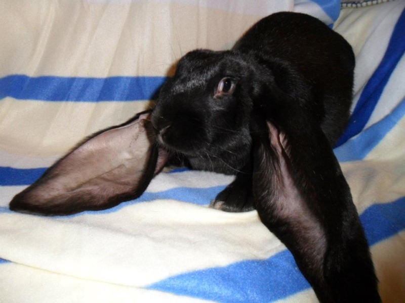 Lapin bélier Blackd10