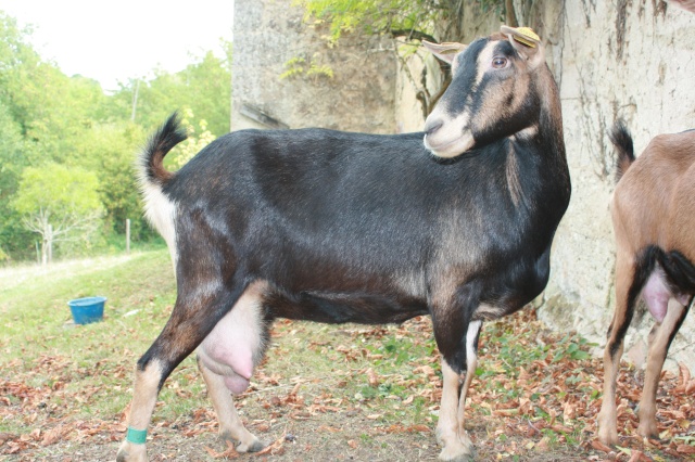 MYRTILLE chèvre Alpine 5 ans (33) Myrtil12