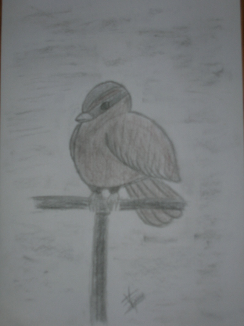Mes dessins au fusain Oiseau10