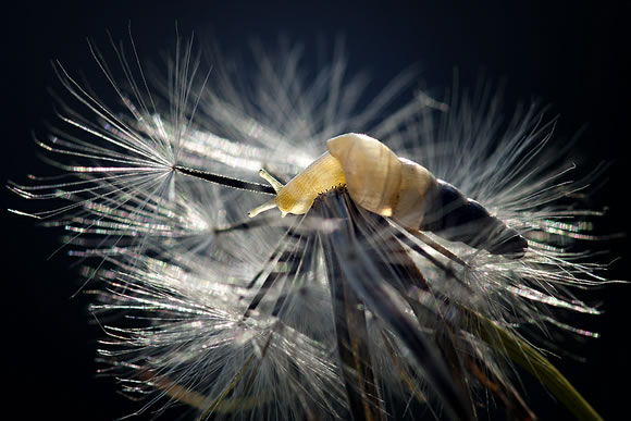 Fotos de insectos de muy cerca. Insect10