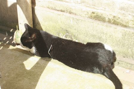 Rominet, adorable chat noir et blanc, né vers 2005 Romine17