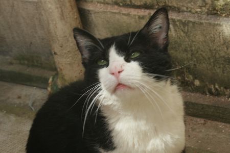 Rominet, adorable chat noir et blanc, né vers 2005 Romine18