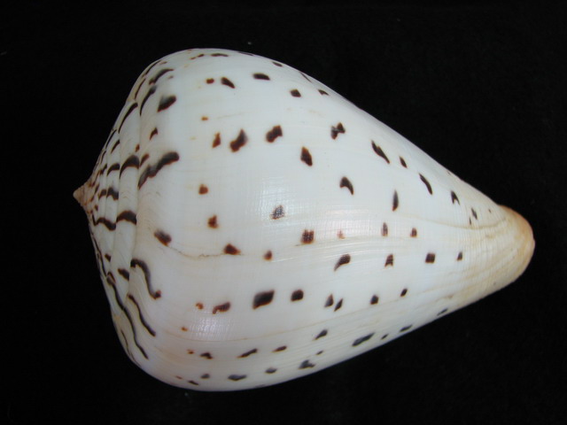 Conus (Dendroconus) betulinus paucimaculata  Dautzenberg, 1937  voir Conus (Dendroconus) betulinus Linnaeus, 1758 530a110