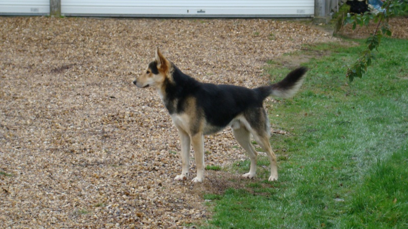 Un croisé berger allemand/husky trouvé sur Bouzy La forêt 45 Dsc03110