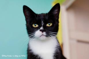 Hera, minette adorable A ADOPTER  (Toulouse) 15612810