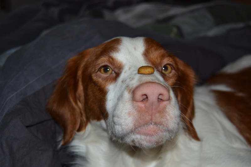 Guapo, chiot berger australien a la truffe rose... comment réagir? Dsc_0114