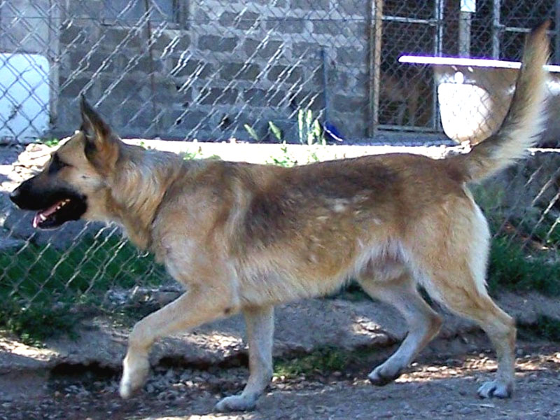 Le Berger Belge Malinois Et Le Berger Allemand Donnez Nous