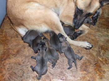 Le Berger Belge Malinois Et Le Berger Allemand Donnez Nous