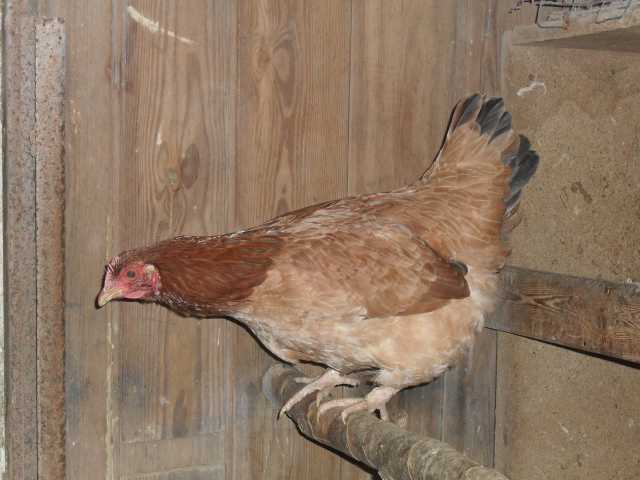 La poule Marans en IMAGIER - Page 2 Sdc10560