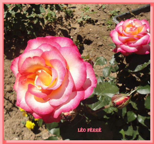 Roses de nos jardins - Page 2 Lao_fa10