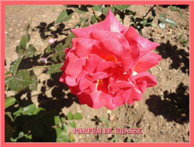 Roses de nos jardins - Page 2 Parfum10