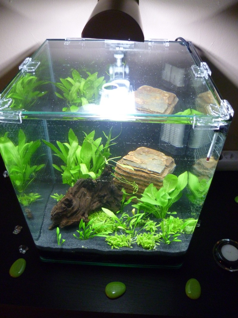 Demarage aquarium nano 30 litres !!!! P1000322