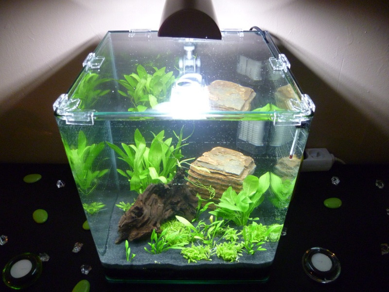 Demarage aquarium nano 30 litres !!!! P1000323