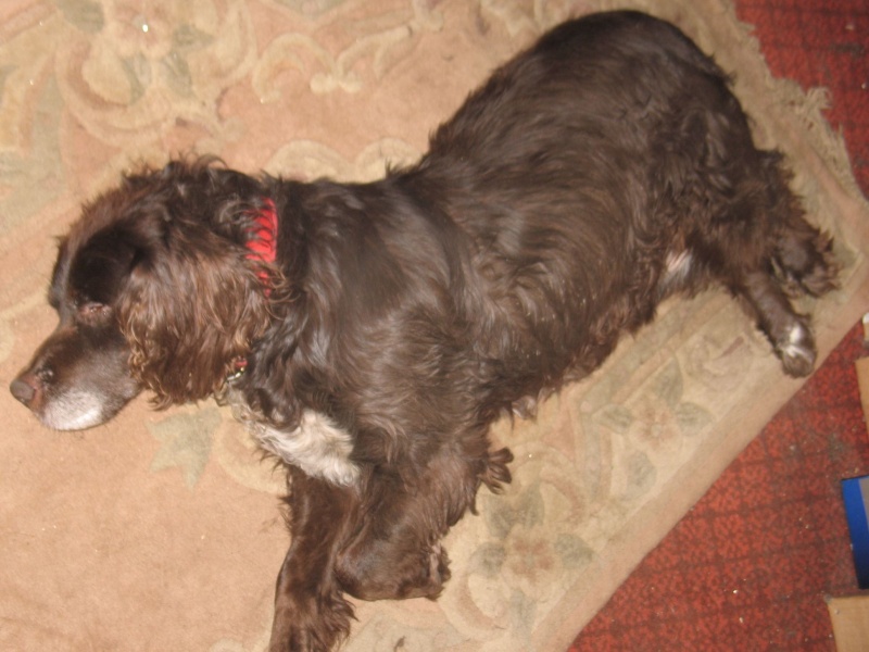 Denzel - Working Cocker Spaniel, Dog (5 Years) - Page 3 Img_6618