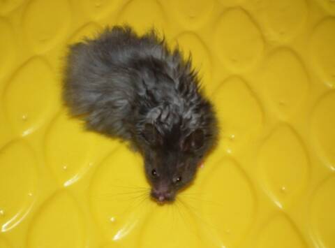 Notre nouveau pensionnaire, Blacky le hamster angora noir