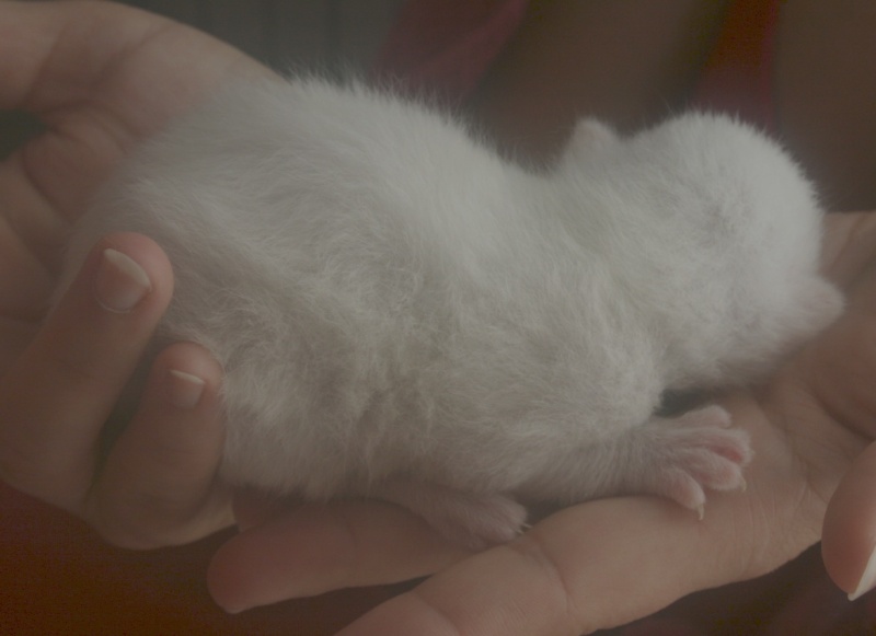 2 chatons male blanc et 1 chatonne tigrée - adoption dès le 15/07 - en FA dpt 78 Mering11