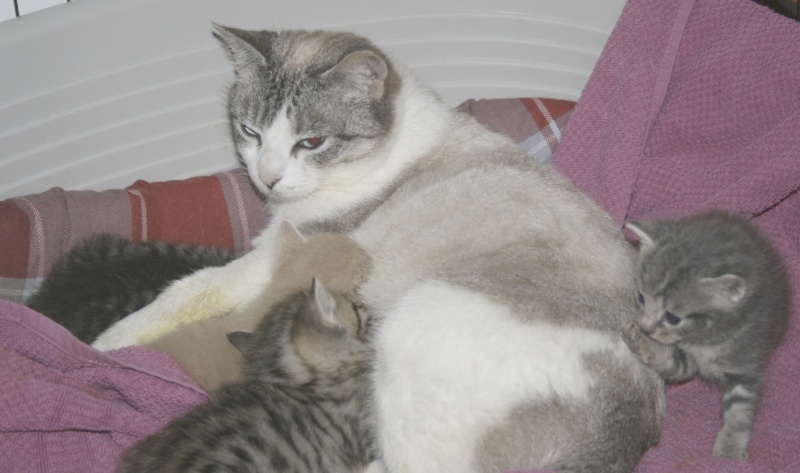 Myrtille et ses 2 bébés - femelle - x siamoise - née le 01/01/2004 - Accouchement fait le 20/03 donc adoptable des le 21/05 - FA dpt 44 - Page 2 Mymy_e10