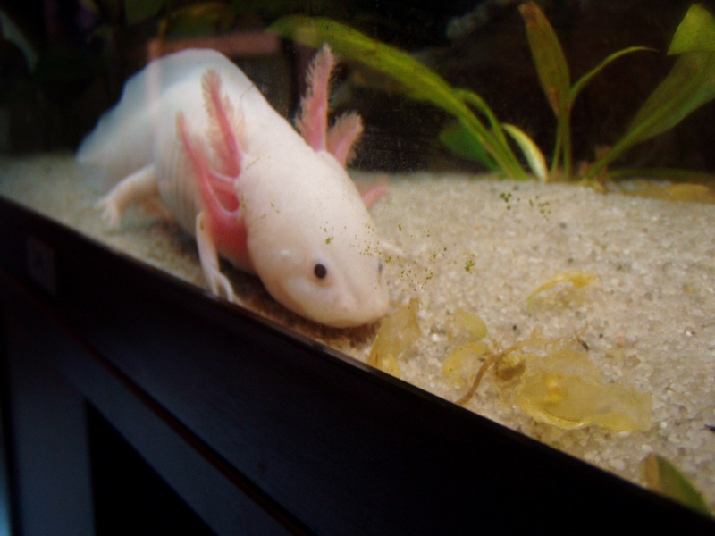 le bac des axolotls 08210