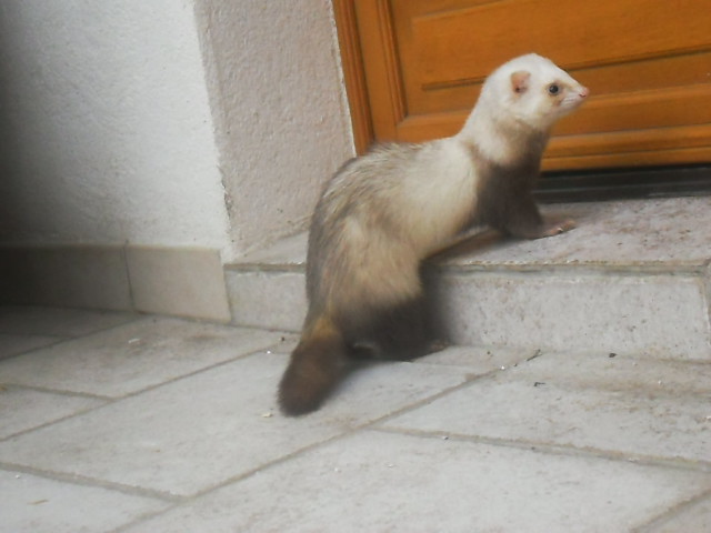 furet camarguais  Sam_1919