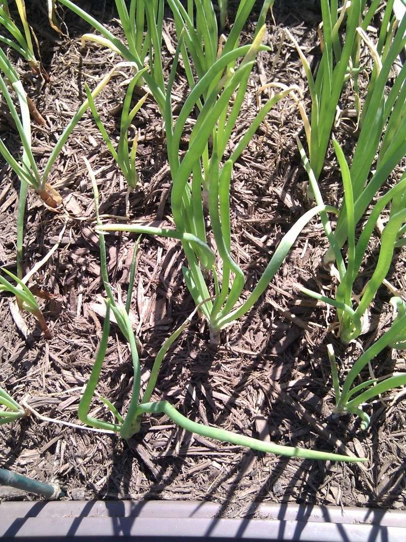 SFG not working out Onions10