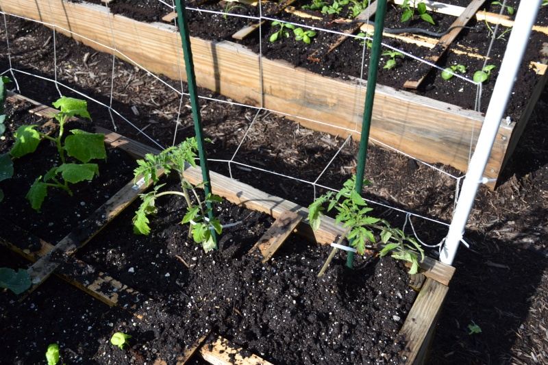 Tomato Plants are Too Small? Dsc_1311