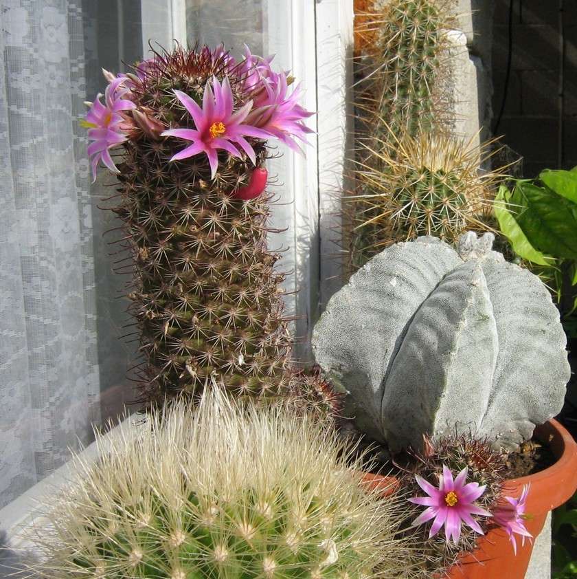 Mammillaria sheldonii (syn. M. gueldemanniana) Img_5310