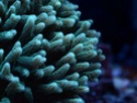La iluminación del acuario marino Coral10