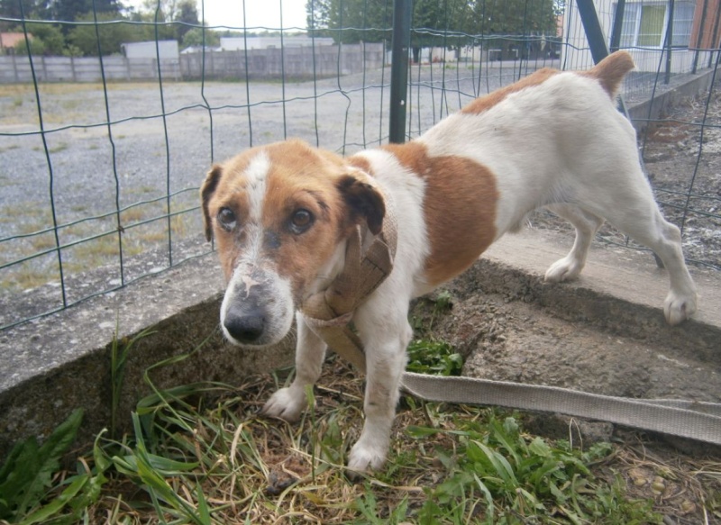 2 mâles X JACK RUSSEL et BEAGLE en fourrière 49 Jack10