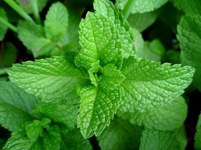 Health benefits of Mint Leaves Mint10