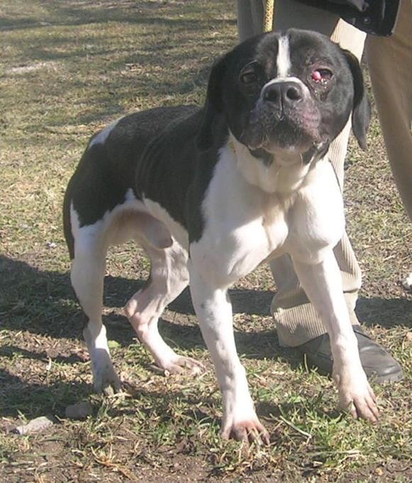 TRES URGENT - HOLMES - x bouledogue 2 ans  en fa (42)- Sos Adoption 34 Untitl15