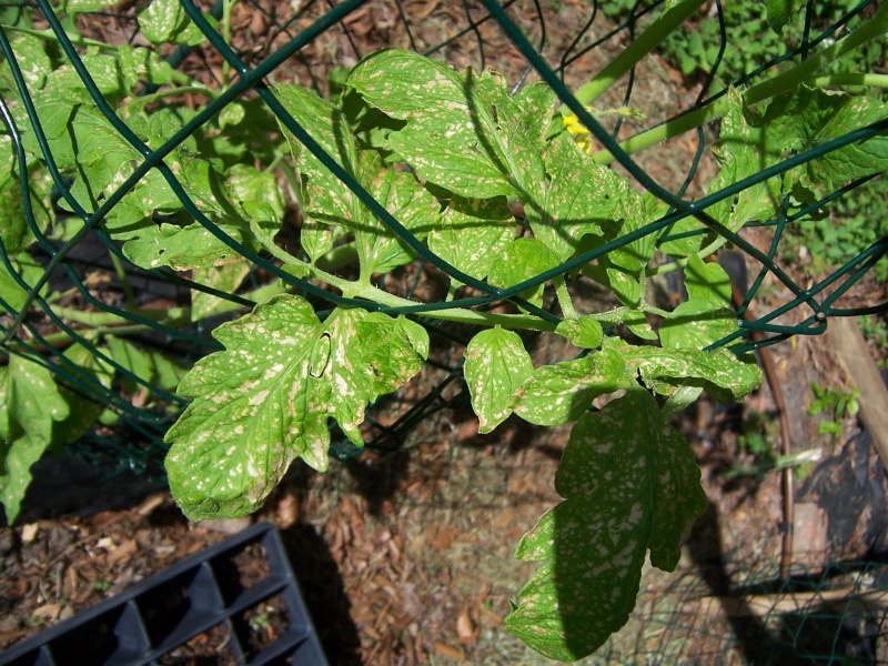 Tomato Disease ID help 100_6211