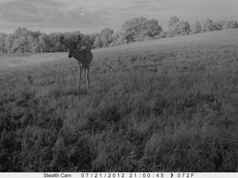 Forked Browtine Buck Scared by Prowler XT 7_510