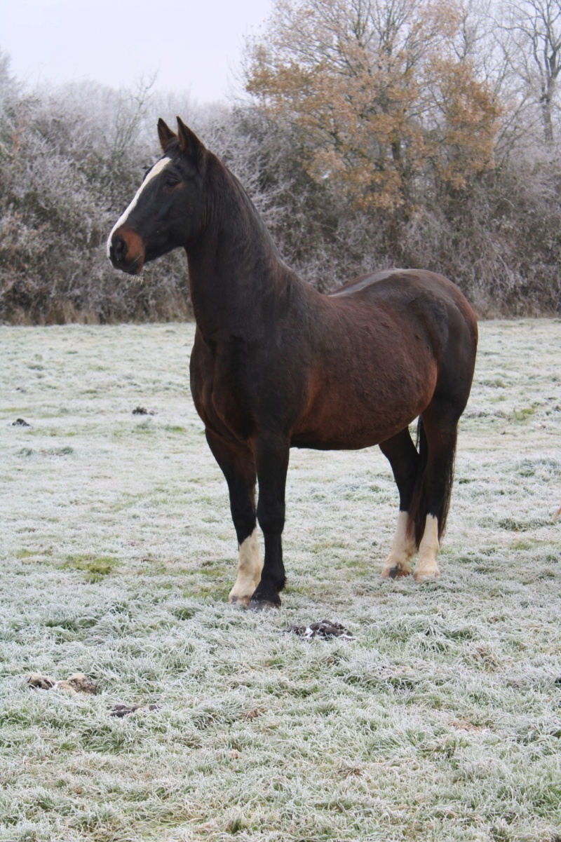 (61) BARRY - KWPN né en 2006 - 364 euros + don libre 1030