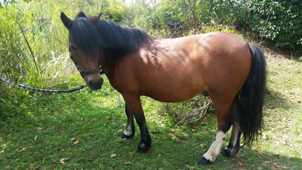 OSCAR - ONC poney né en 2002 - adopté en octobre 2019 par Carol 20190813