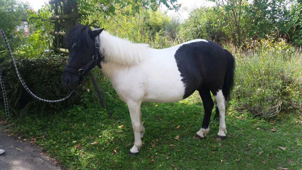 NESTOR - ONC poney né en 2001 - adopté en octobre 2019 par Carol 20190842