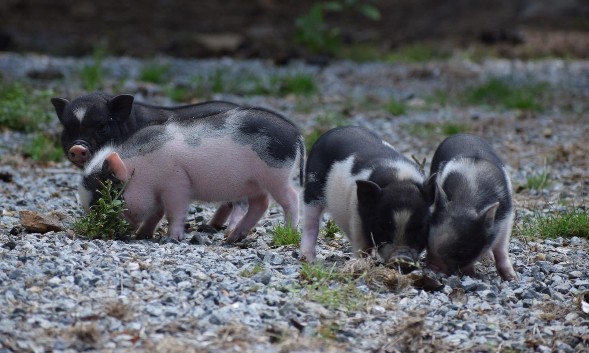 (44) UMA (Urgence Maltraitance Animale) - 14 cochons à adopter Cochon11