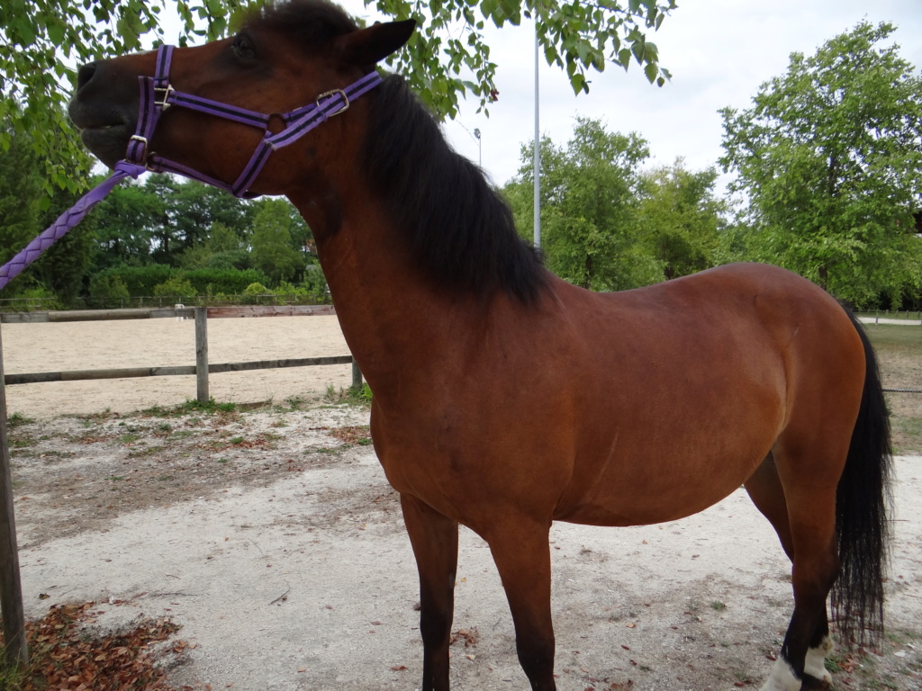 NEIGE - poney née en 2001 - adoptée en octobre 2018 par Stéphanie Dsc02314