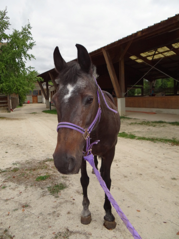 KENETTE - New Forest née en 1998 - adoptée en janvier 2019 par Hélène Dsc02326