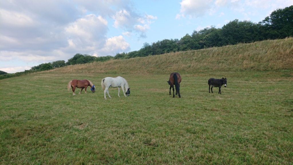 ANNA CENTQUARANTESEPT – ONC Trait née en 2010 – Adoptée en juin 2017 par Freedling Dsc_7910