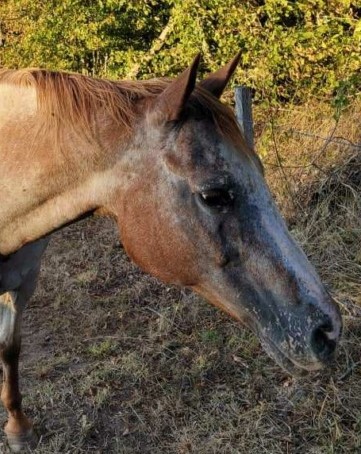 (36) BREEZE - Appaloosa née en 2001 - 214 euros + don libre E51