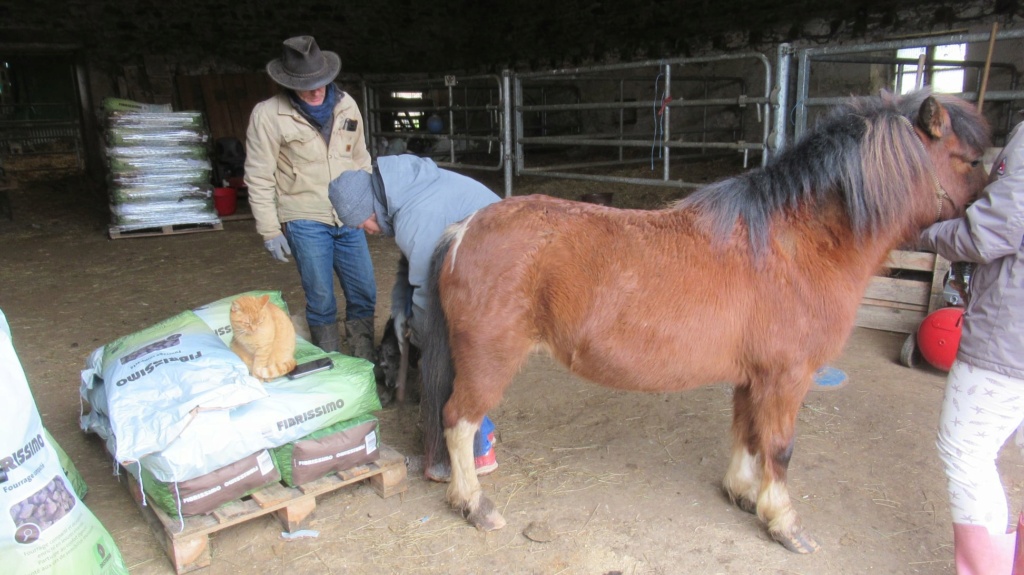 ECLAIRE - ONC poney née en 2005 - Adoptée en février 2022 par Alizée Eclair11