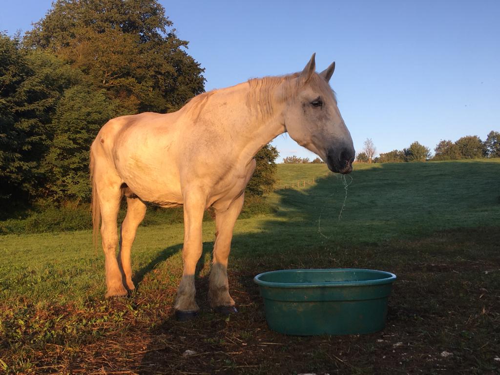 HIRONDELLE - Trait Percheron née en 1995 - protégée GPLV Hirond19