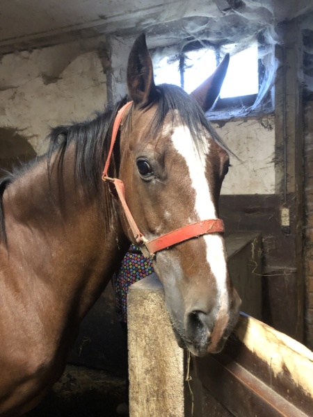 (25) GERONIMO - Connemara né en 1994 - NON MONTABLE - A ADOPTER (228 euros + don libre) Img-2616