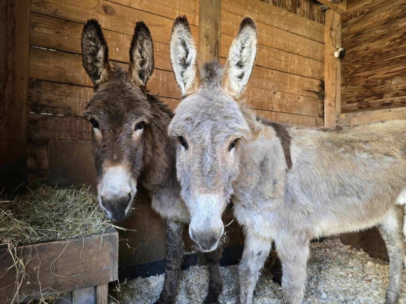 2 ânesses non identifiées, sauvées de la boucherie - devenues QRACOTTE et VANILLE J31