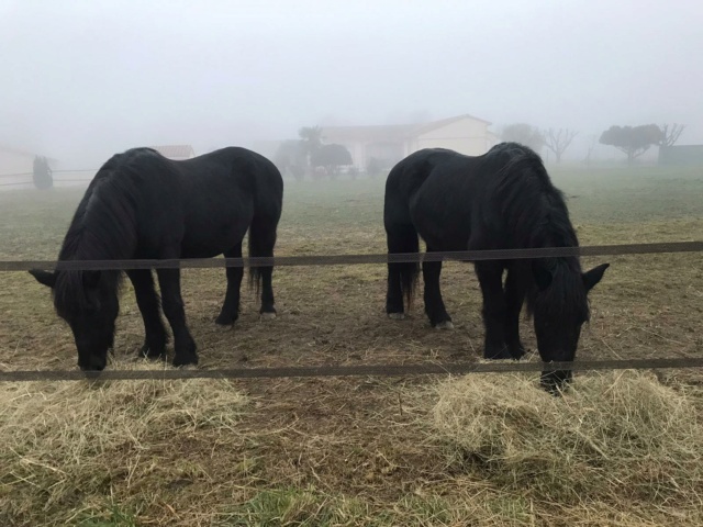 KOKA - Cheval de Mérens née en 1998 - adoptée en janvier 2023 par Laurence, Bernard et Fanny Koka_e10