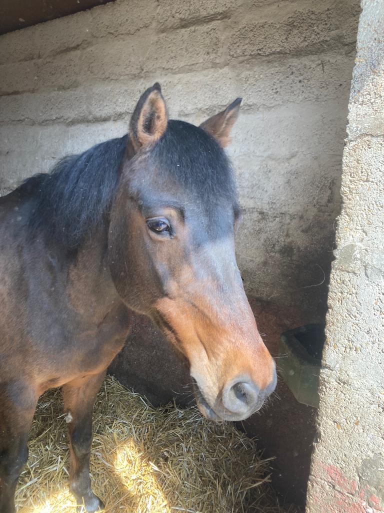 (95) NOUGAT - CS né en 2001 - 364 euros + don libre L20