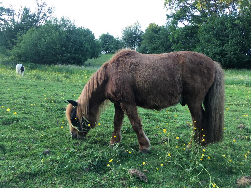 PILOU - ONC Poney né en 2003 - adopté en mars 2022 par Claudia Pilou_17