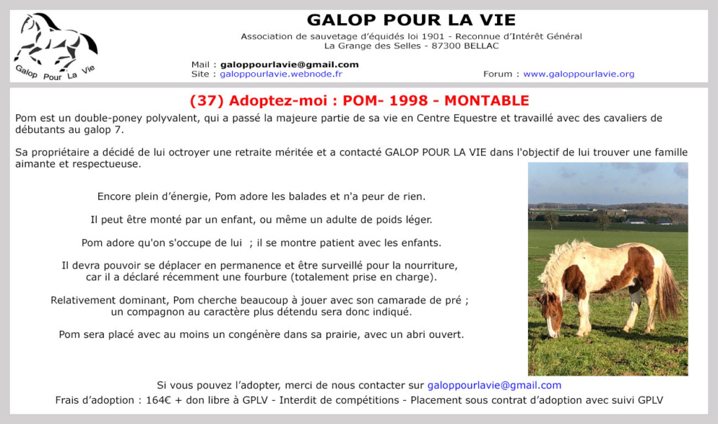 POM (pomm) - ONC poney né en 1998 - adopté en mai 2021 par Heidi Pom10